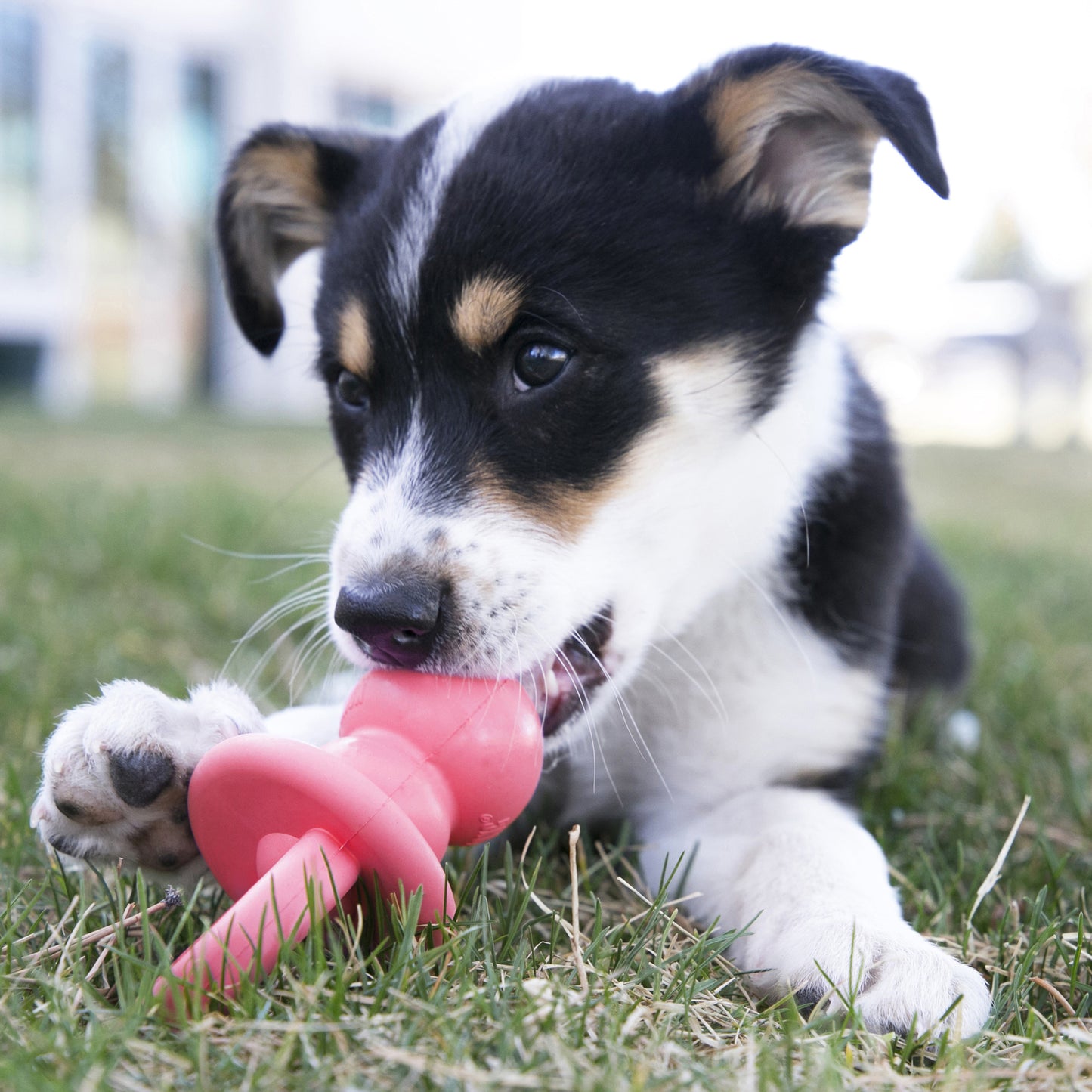 KONG Puppy Binkie Assorted M