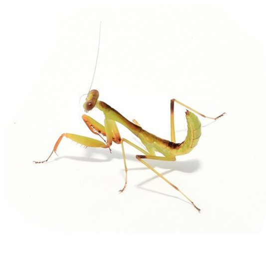 King Mantis