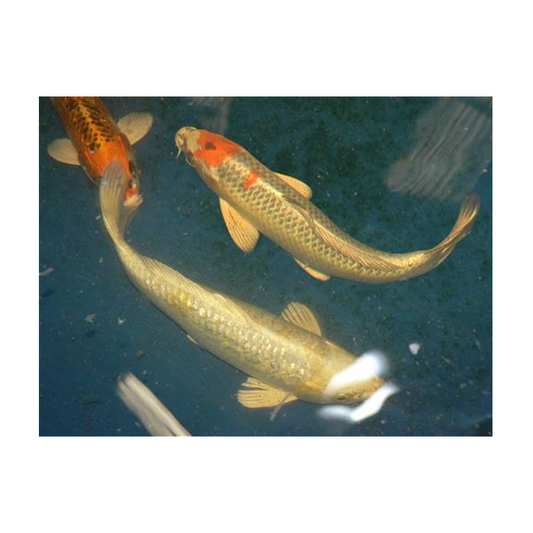 Koi "A" Grade 10-12"