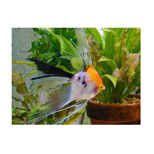Koi Angel