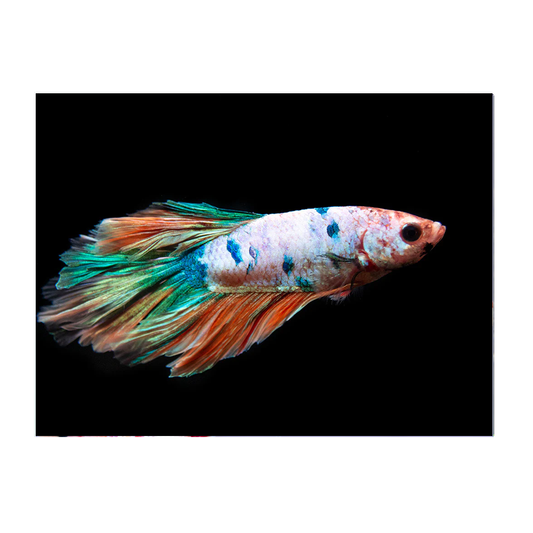 Koi Half Moon Male Fighter
