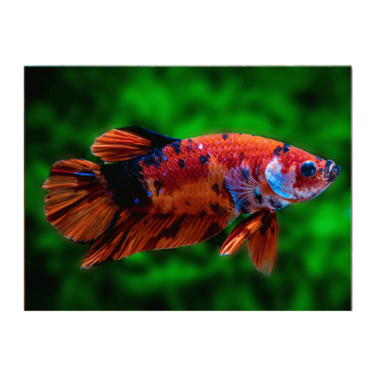 Koi Plakat Male Fighter