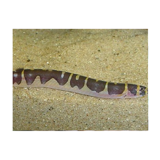 Kuhli Loach