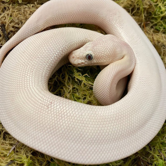 LEUCISTIC Royal Python