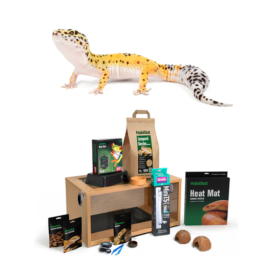 Leopard Gecko & Set-Up