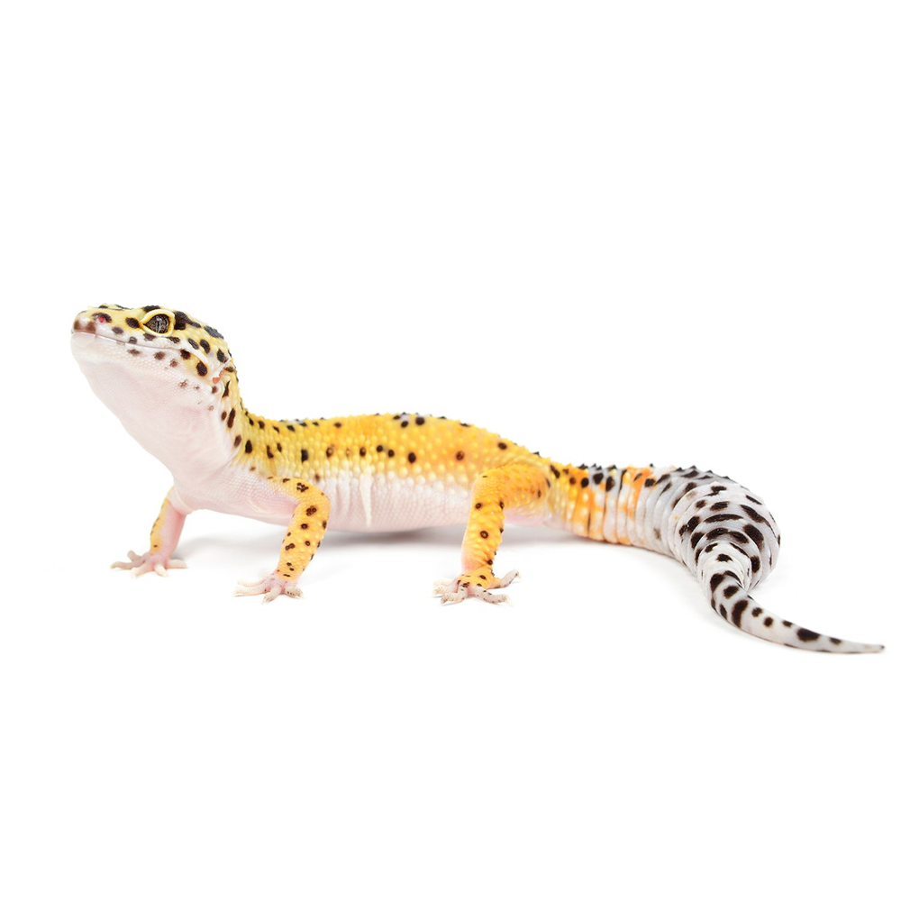 Leopard Gecko