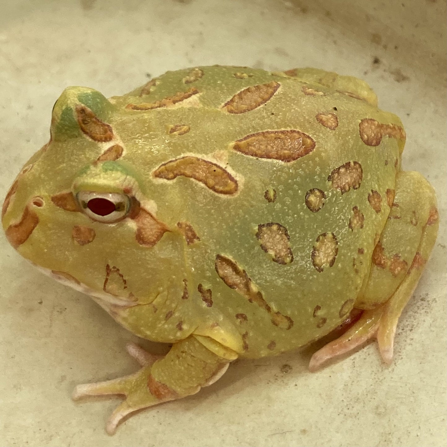 Lime-Green Horned Frog
