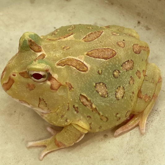 Lime-Green Horned Frog