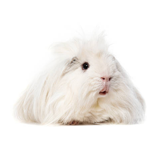 Long-Haired Guinea Pig