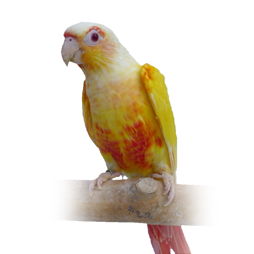 Lutino Conure