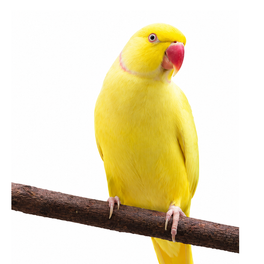 Lutino Ringneck Parakeet