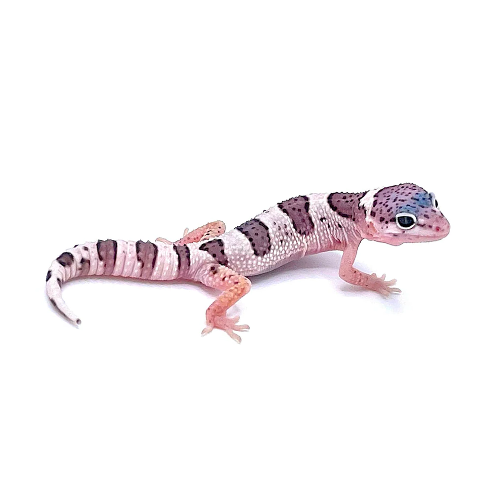Mack Snow Leopard Gecko