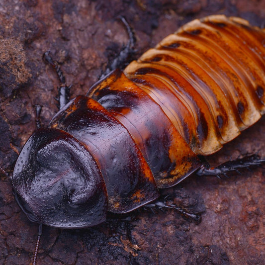 Madagascan Hissing Cockroach