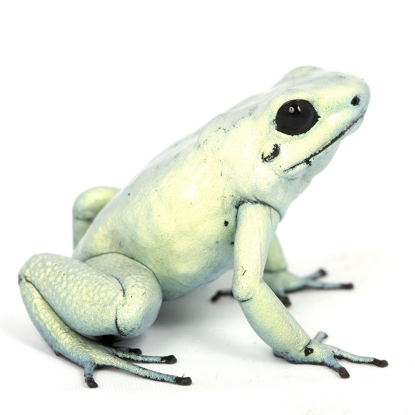Mint Terribilis Poison Arrow Frog