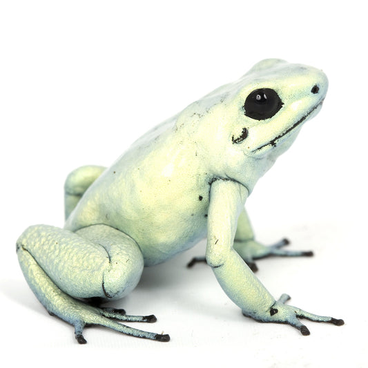 Mint Terribilis Poison Arrow Frog