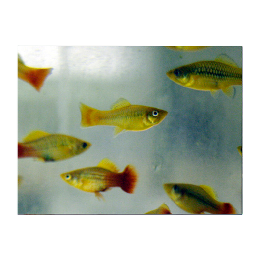 Multi-Colour Variatus Platy