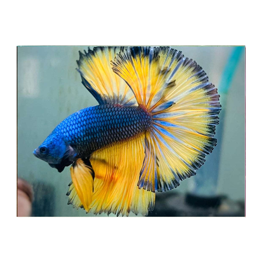 Mustard Half Moon Male Fighter