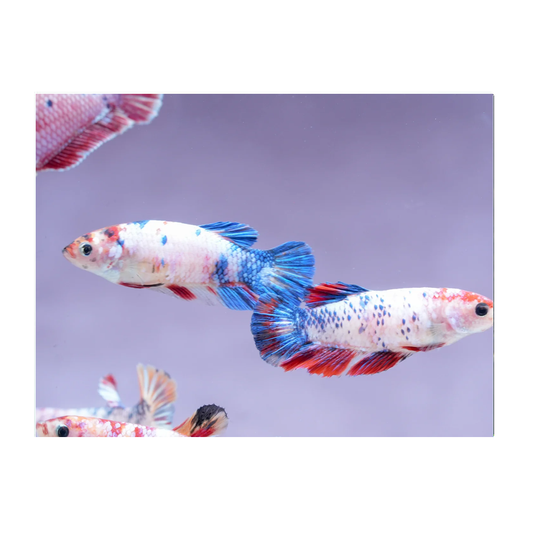 Nemo Candy Male Fighter
