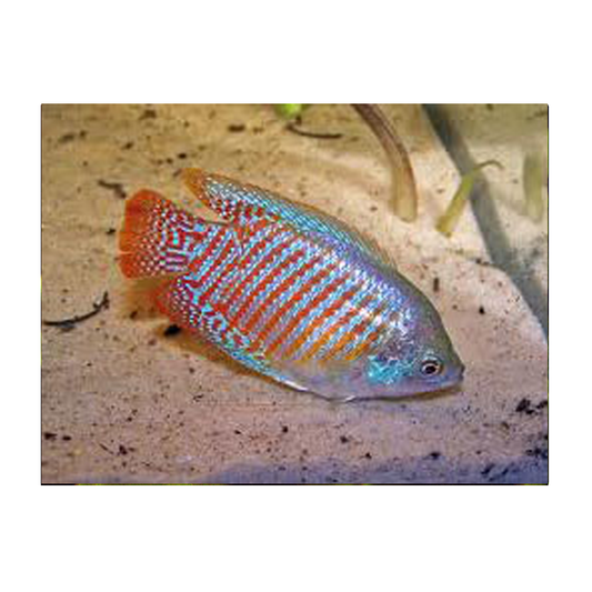Neon Blue Male Dwarf Gourami