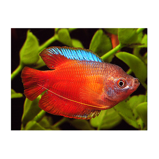 Neon Red Male Dwarf Gourami