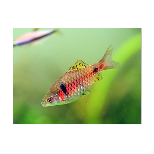 Odessa Barb