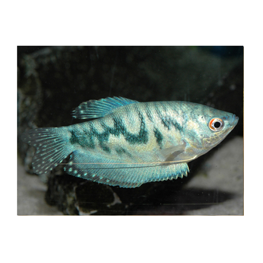 Opaline Gourami