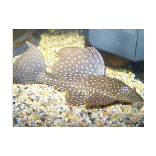 Orange Spot Gibbiceps Sailfin