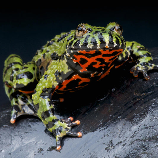 Oriental Fire Bellied Toad