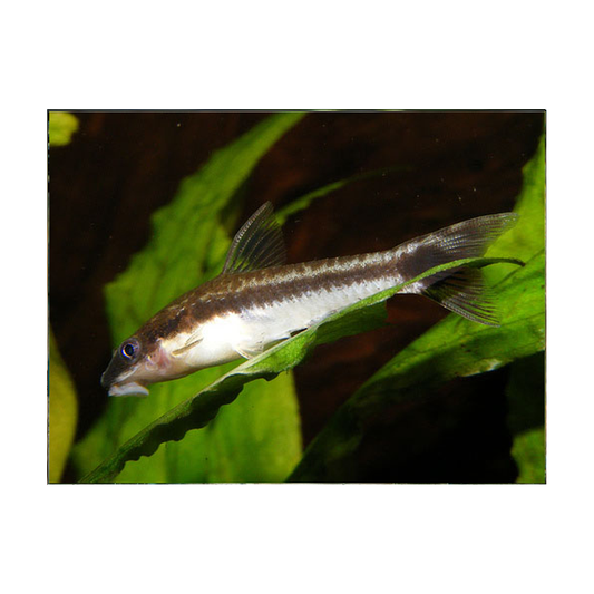 Otocinclus