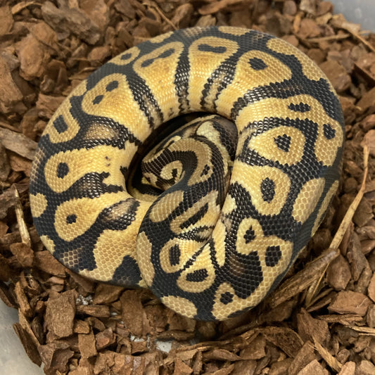 PASTEL Royal Python
