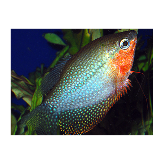 Pearl Gourami