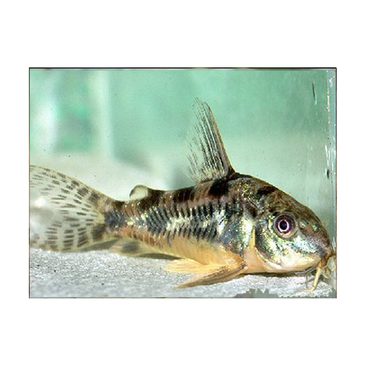 Peppered Catfish