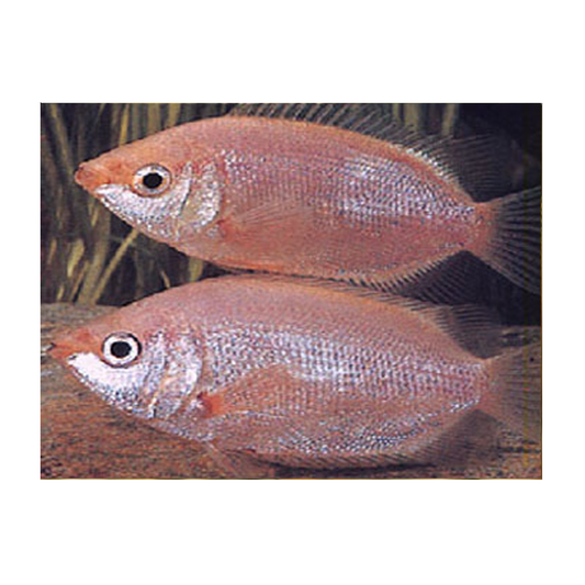 Pink Kissing Gourami