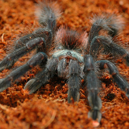 Pink Toe Tarantula