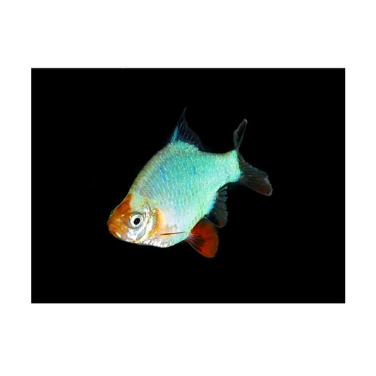 Platinum Green Tiger Barb