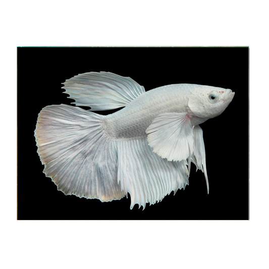 Platinum Half Moon Male Fighter