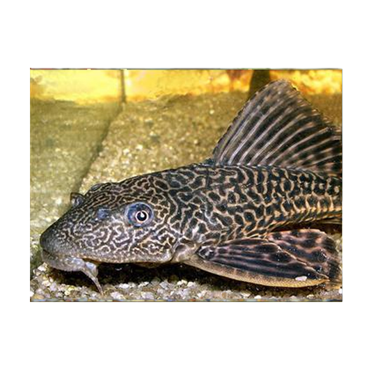 Plecostomus