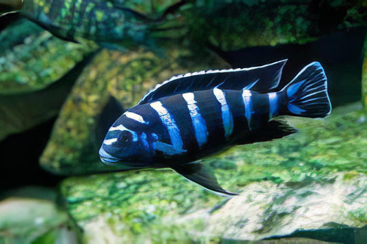 Pseudotropheus Demasoni 2"