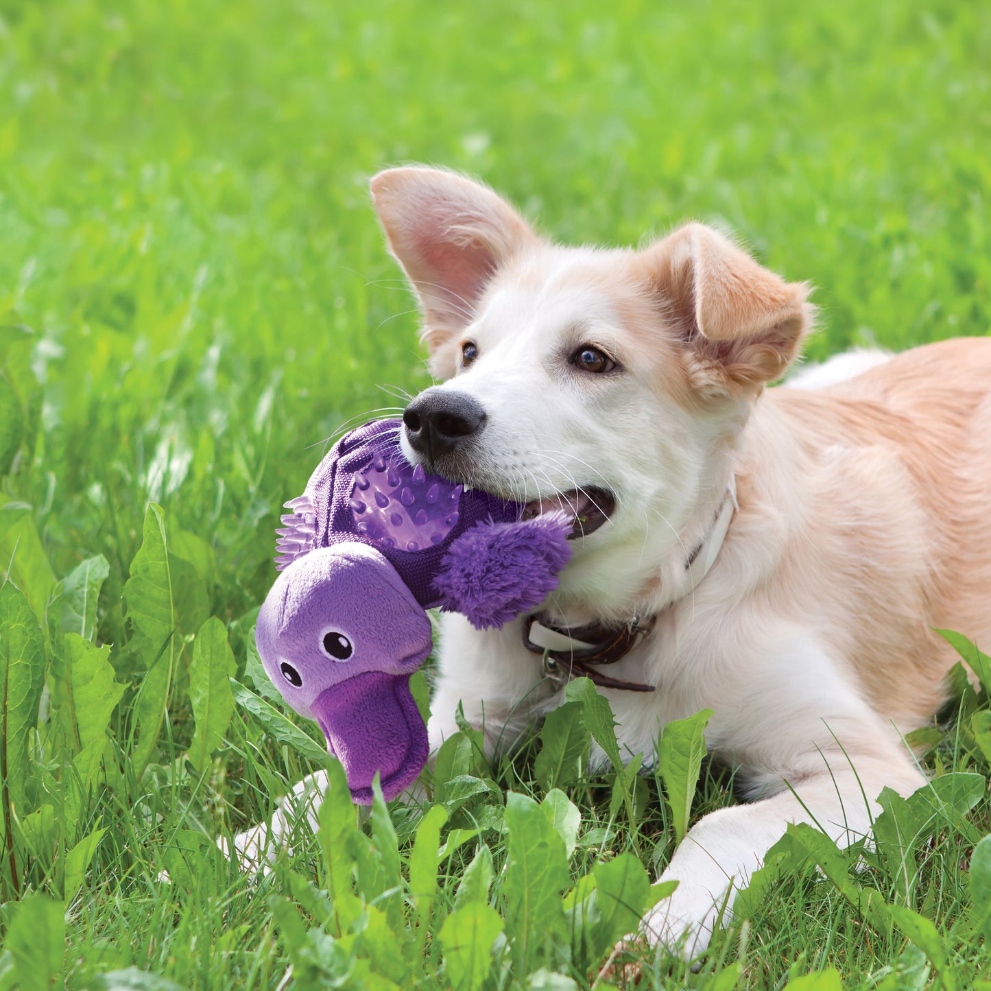 KONG Shells Turtle L