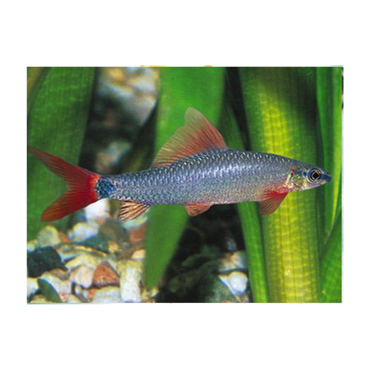 Rainbow Shark