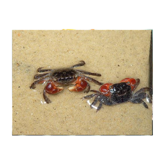 Red Crab