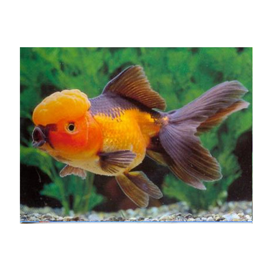 Red & Black Oranda