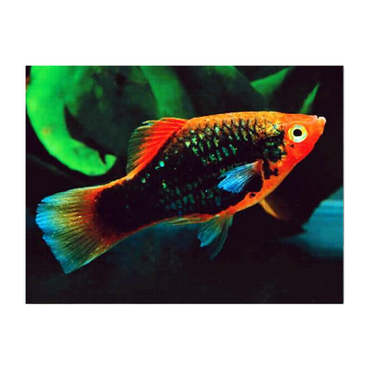 Red & Black Tuxedo Platy