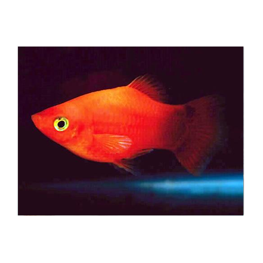 Red Coral (Balloon) Platy