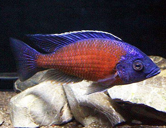 Haplochromis Red Kadango 2"