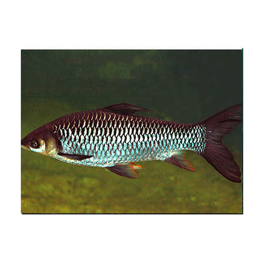 Red Finned Cigar Shark