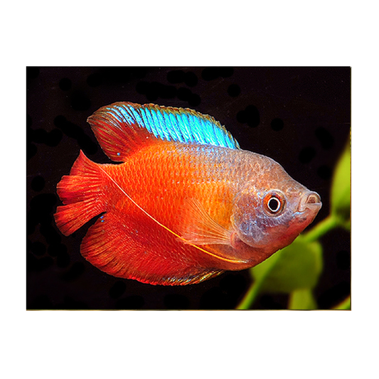 Red Fire Gourami