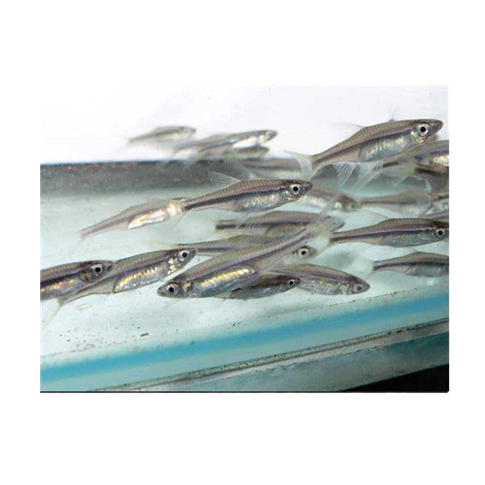 Red Line Rasbora – Seth's Little Zoo