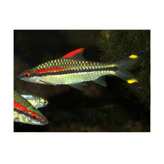 Red Line Torpedo Barb