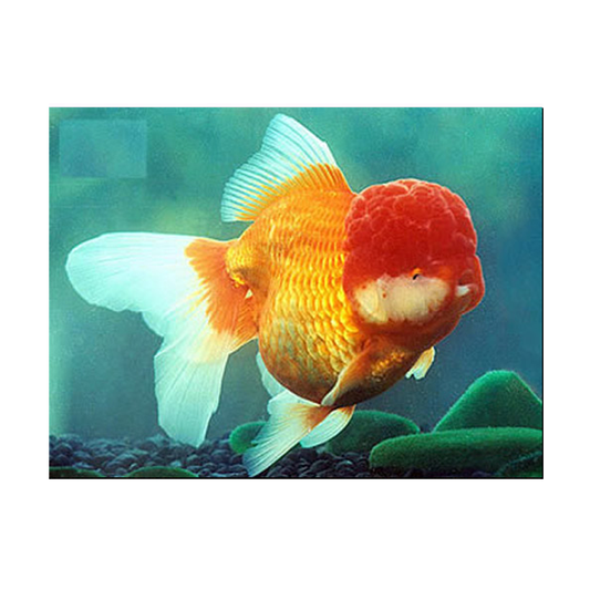 Red Oranda